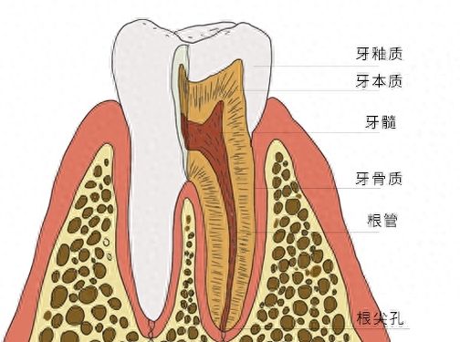 大连种植牙医院排行榜：单颗、半口、全口价格大比拼！